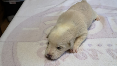 Aire, uno de los cachorros para los que BeneCane busca un hogar