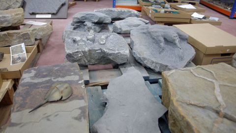Rocas con huellas de animales prehistóricos halladas en la costa asturiana que están almacenadas en el MUJA