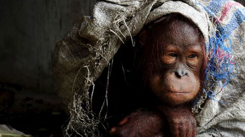 Un orangutn que un hombre indonesio tena ilegalmente como mascota se protege.