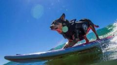  I Campeonato Europeo de Surf para Perros en Salinas