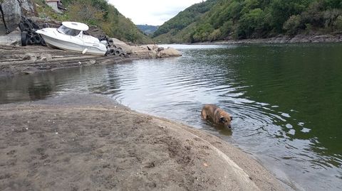 Un perro se da un baño en la orilla chantadina del embalse de Os Peares junto a una lancha que marca el nivel que tiene la orilla normalmente