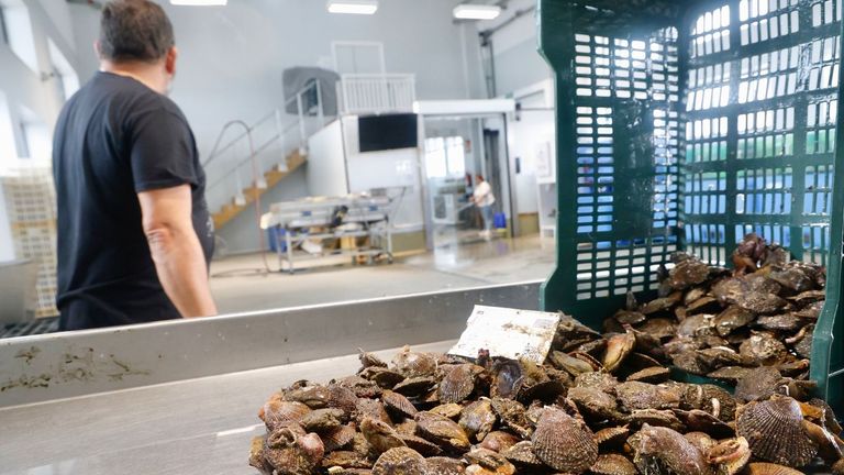 Biólogos de Vigo analizarán el brusco descenso de zamburiña en Ferrol