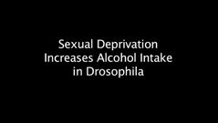 La Universidad de California experimenta con moscas y alcohol