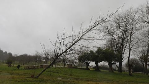 Las fuertes rachas de viento derribaron rboles y postes del tendido elctrico en varios concellos del rea de Santiago