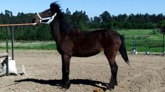 Imagen de un caballo de pura raza gallega