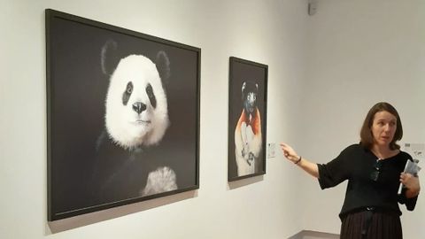 Exposici�n��Emociones en peligro. Fotograf�as de Tim Flach�, en la Sede Afundaci�n.