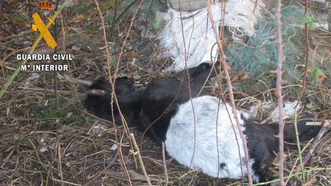 Cadáver de una de las cabras localizadas por la Guardia Civil en El Franco