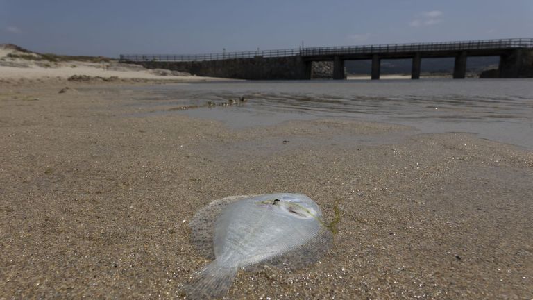 El cierre de la laguna de Baldaio ya provoca mortandad de peces y bivalvos