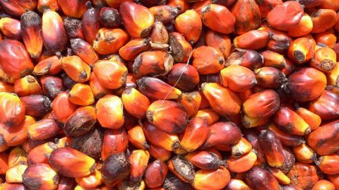 El aceite de palma, que se obtiene de la fruta de la palma aceitera, en crudo es una fuente de vitamina E