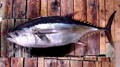 Un ejemplar de atún patudo, en una foto de archivo