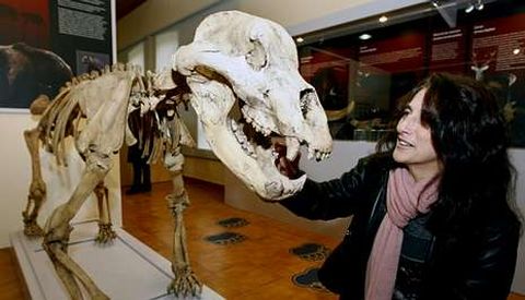 Aurora Grandal con la rplica de un esqueleto de oso cavernarnio en el museo de Quiroga.