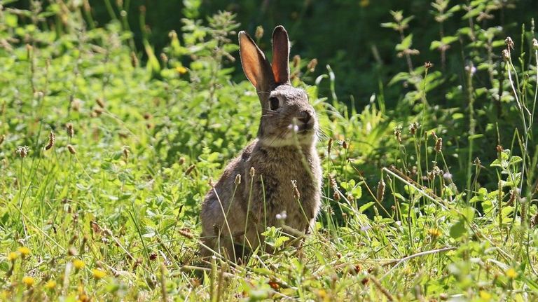 Los cazadores impulsan un programa para recuperar el conejo y la perdiz en la provincia de Pontevedra