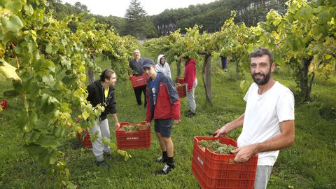 David Rial recogió esta semana la uva de la finca que tiene en la zona boirense de Fonteneixe