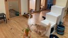 Los gatos que se alojan en el hotel felino Cuidamiau pueden relacionarse con otros solo si ellos quieren