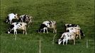Competencia acusa a las lcteas de conductas que van contra el inters de los ganaderos