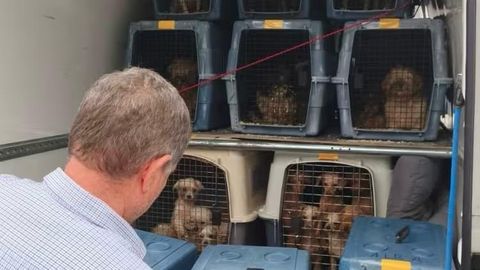 CriaderoCanino.Animales rescatados del criadero canino de Gij�n