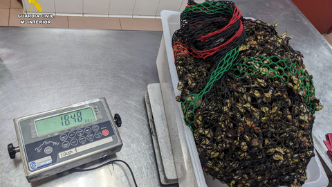 18 kilogramos de percebes incautados a un mariscador furtivo