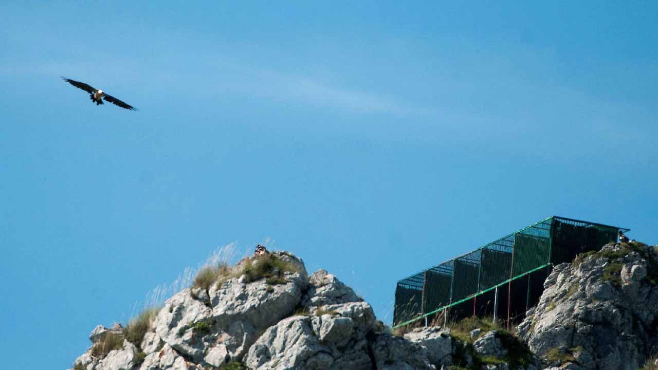 Los lameiros de Pedrafita.Fotografía facilitada por la Fundación para la Conservación del Quebrantahuesos (FCQ) de ejemplares de quebrantahuesos en una plataforma de hacking (crianza campestre) en el Parque Nacional Picos de Europa 