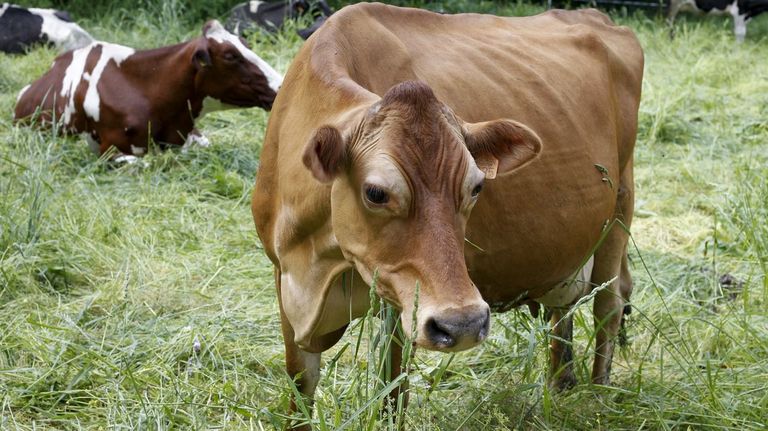 Los ministros de Agricultura de la UE debaten un mejor reparto de la PAC ante el dato de que el 13 % de las granjas no son viables