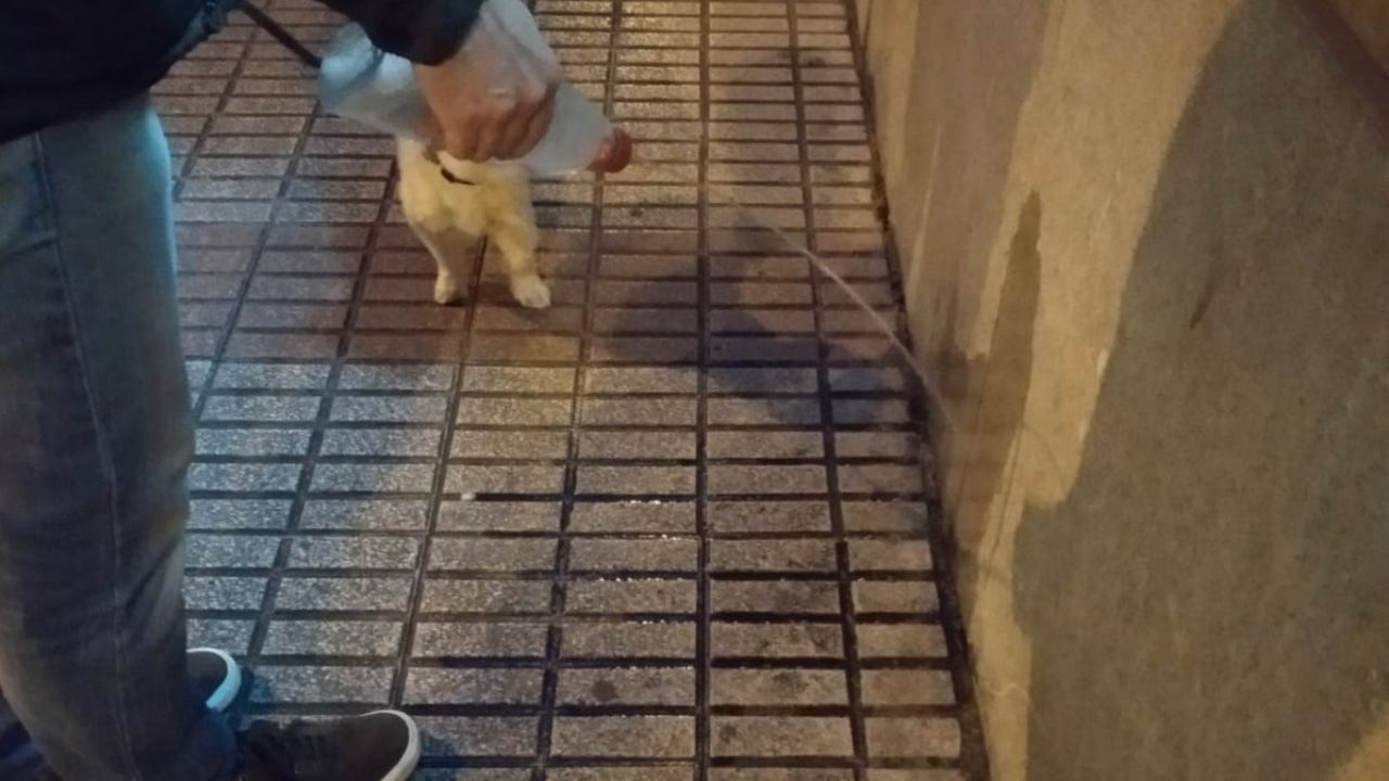 Gijón baraja que los dueños de perros limpien con agua y jabón los orines