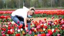 Una trabajadora protegida por una mascarilla recoge tulipanes en una plantación de Arese, cerca de Milán