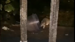 Una rata busca comida dentro del recinto de la antigua f�brica de armas de La Vega