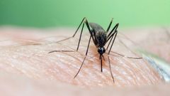 Ejemplar de mosquito Aedes japonicus