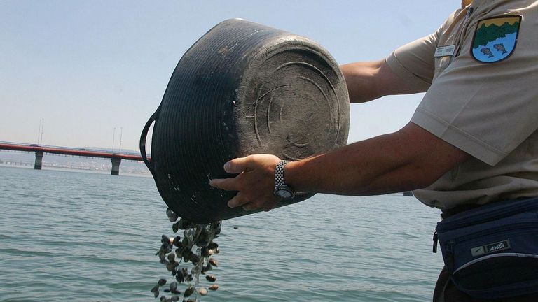 Decomisan doce kilos de almeja en la ría de Ferrol y veinte de percebe en A Coruña