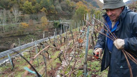 En algunas viñas aún se trocean las varas de la poda para que sirvan de abono