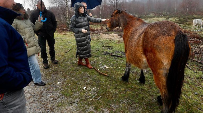 Cada día son atacadas por el lobo nueve cabezas de ganado en Galicia