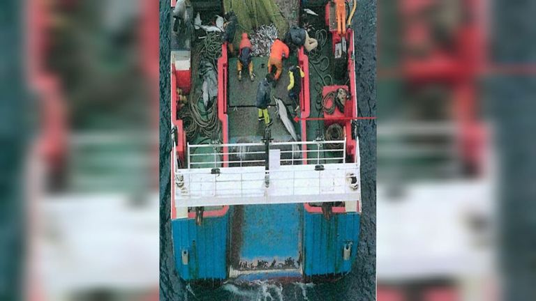 España planea vedar la pesca en el Cantábrico para proteger cetáceos, tortugas y aves marinas