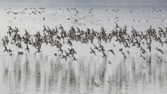 Aves en el entorno de la ensenada de O Bao, entre Sanxenxo y O Grove