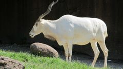 Un ejemplar de antlope blanco