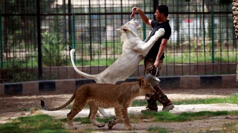 Un cuidador del zoo de Bagdad alimenta a un hambriento león blanco. 