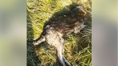 Perro encontrado en Lugones apaleado y ahorcado