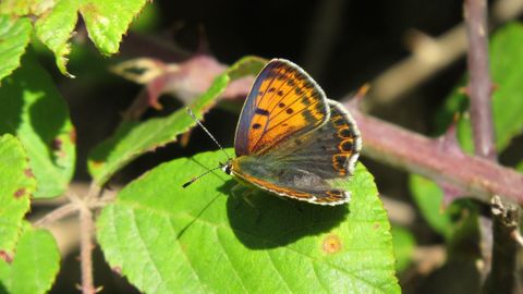 Esta Lycaena tityrus parece posarse sobre la hoja de una zarza