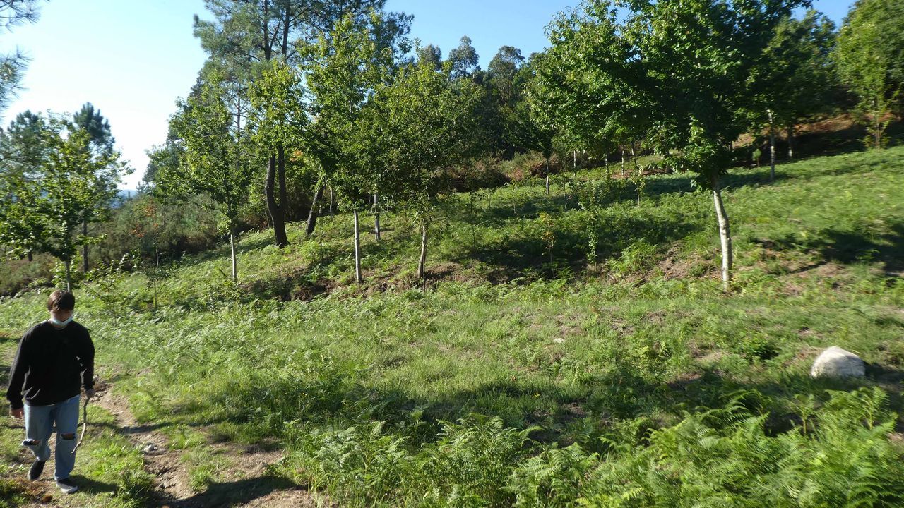 Esculturas al aire libre.Molino del rea de descanso de A Cortevella en la Ruta da Marronda