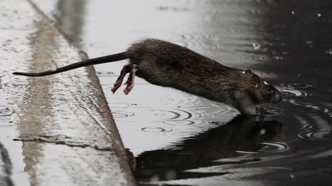 Una rata  salta a un charco en  el distrito de Manhattan de la ciudad de Nueva York.