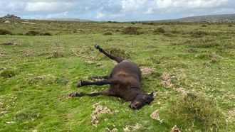 Imagen de uno de los nueve animales abatidos a tiros de rifle en la sierra de Barbanza.