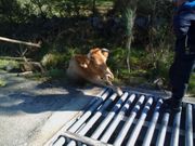 Parte del cuerpo de la vaca se precipit� en una acequia