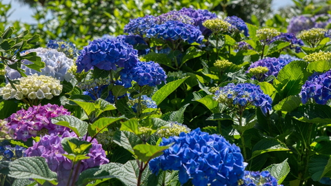 La hortensia se caracteriza por crecer en forma de enredadera y tener unas hojas y flores bastante grandes
