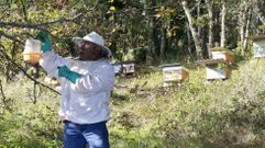 Un apicultor coloca trampas para velutinas junto a sus colmenas en Lugo