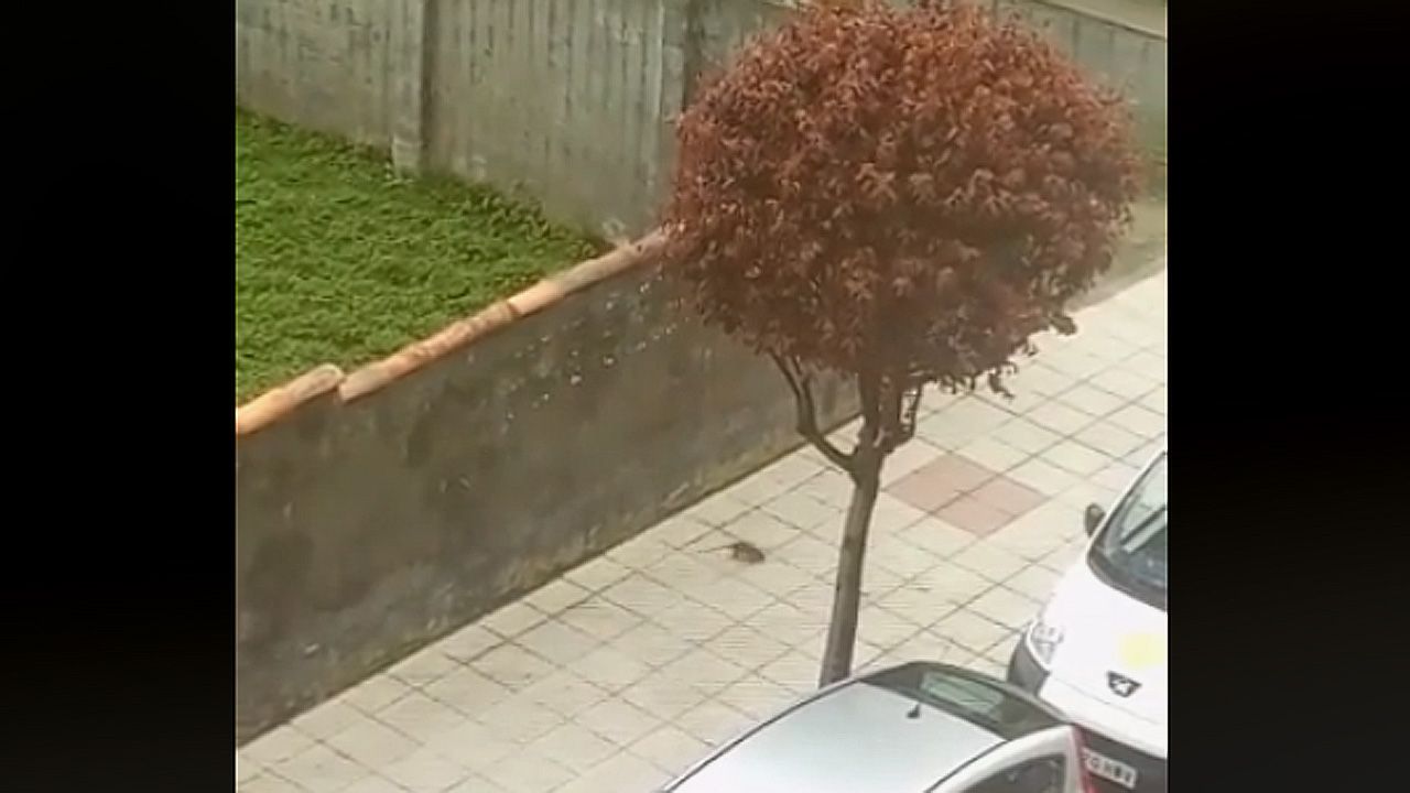 El salto de Yago Lamela que se convirti� en historia del deporte.Una rata pasa por la calle Men�ndez Pelayo, en una imagen captada recientemente por vecinos de Ciudad Naranco