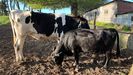 La vaca dexter junto a una frisona en la granja de Barreira Bascuas