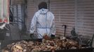 Imagen de gallinas sacrificadas en una granja en la que se detectó un foco de gripe aviar el mes pasado