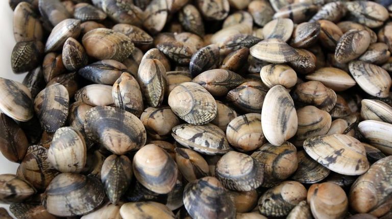 Las cifras de la crisis de la almeja babosa en la ría de Pontevedra: de 33.700 kilos en el 2022 a solo 82 el año pasado