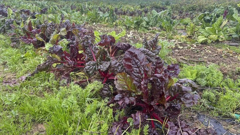 Bruselas dará 205 millones de euros en 2026 para la promoción de alimentos sostenibles
