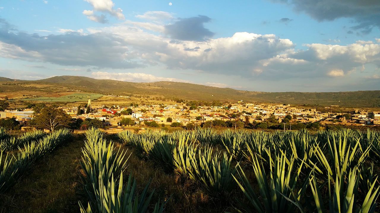 El mundo despierta contra el cambio climtico.Del gave, cultivado en Mxico, se producen biocombustibles que general etanol