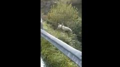 Un conductor trata de ahuyentar a un osezno