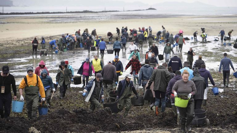 Las mariscadoras vuelven a la playa en la ría de Pontevedra a sacar troncos, ramas y hojas que pueden dañar al marisco